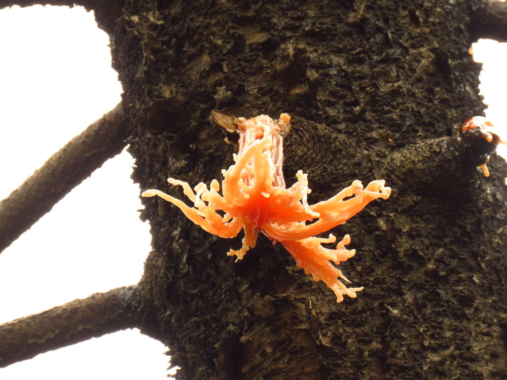 Peach delight: An interesting growth on a Christmas tree.