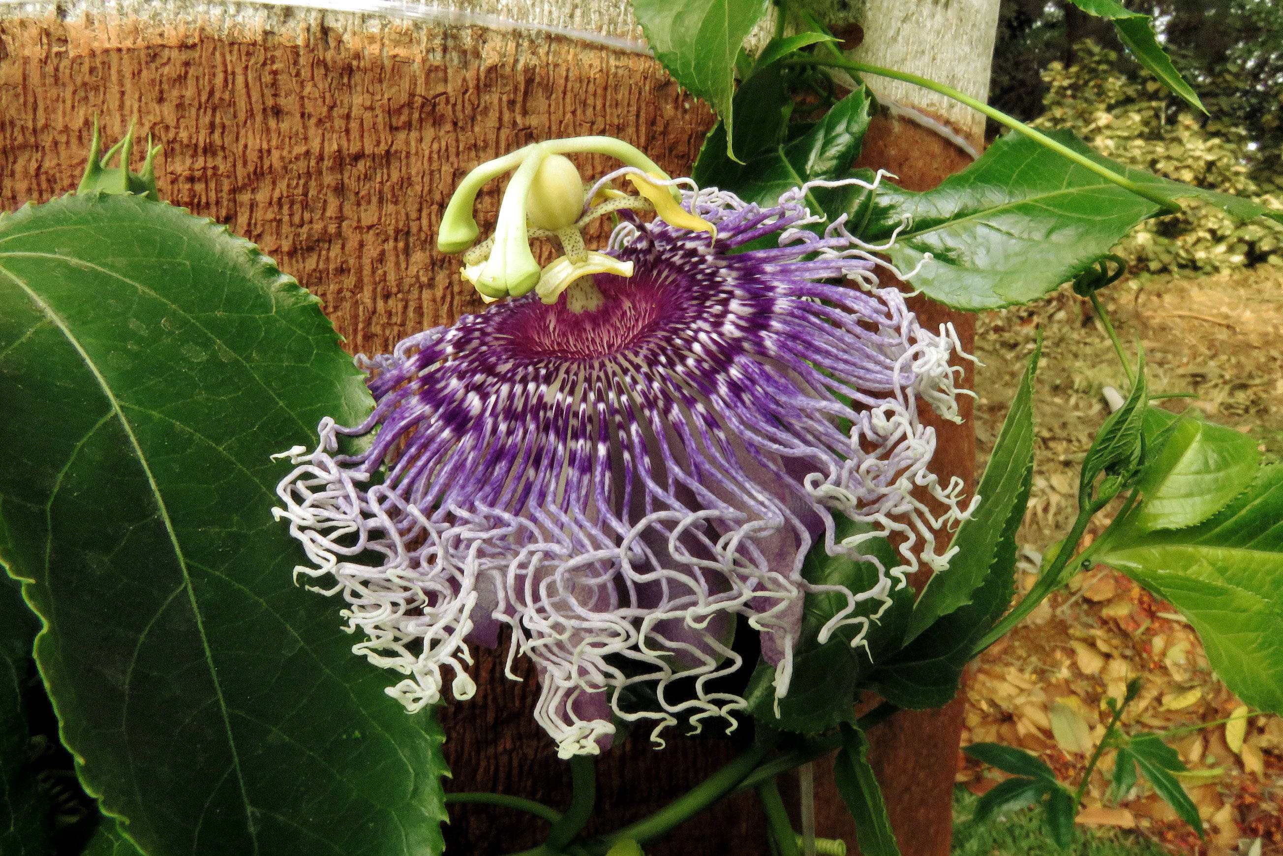 Fully bloomed Passion Flower on Campus